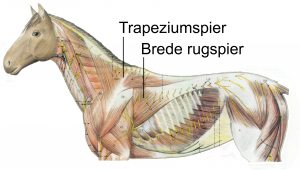 Trapezium-brederug